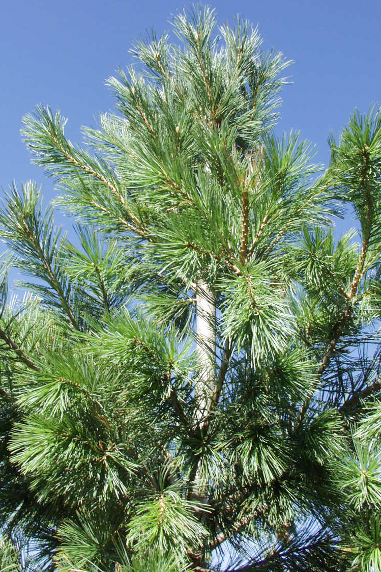Vanderwolf's Pyramid Limber Pine